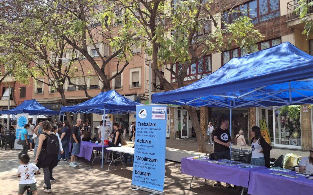 El voluntariado llena la Plaza de las Columnas en una jornada festiva y solidaria a Palma